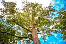 How Our Tree Care Process Works  in  Fort Plain, NY