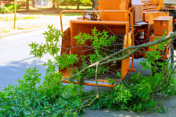 Trusted Fort Plain, NY Tree Services Experts