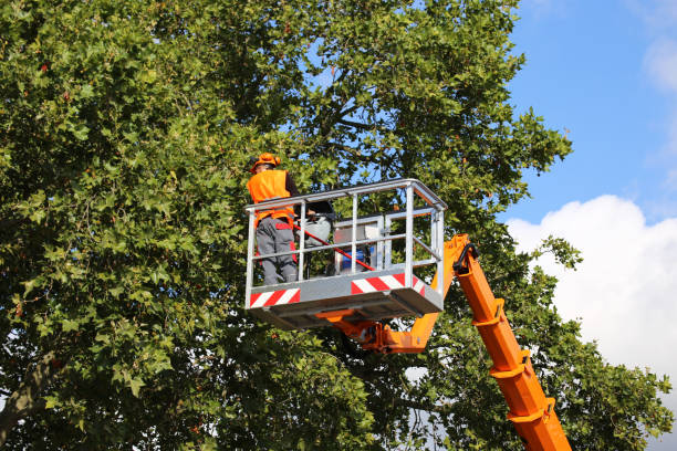 Best Storm Damage Tree Cleanup  in Fort Plain, NY